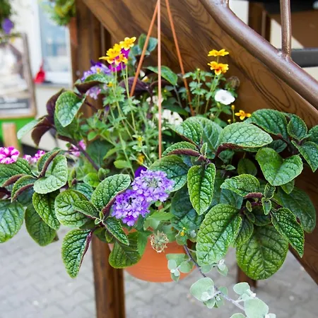 White Der Sportschule Badura * Lipsko